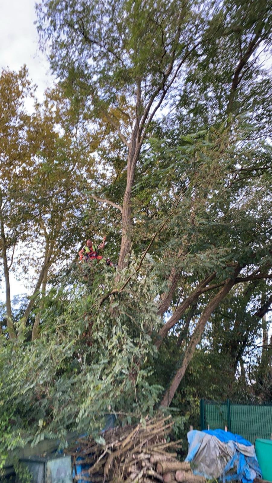 Travaux d’abattage et d’élagage d’arbres dans les Pyrénées-Atlantiques (64) - Photo 19