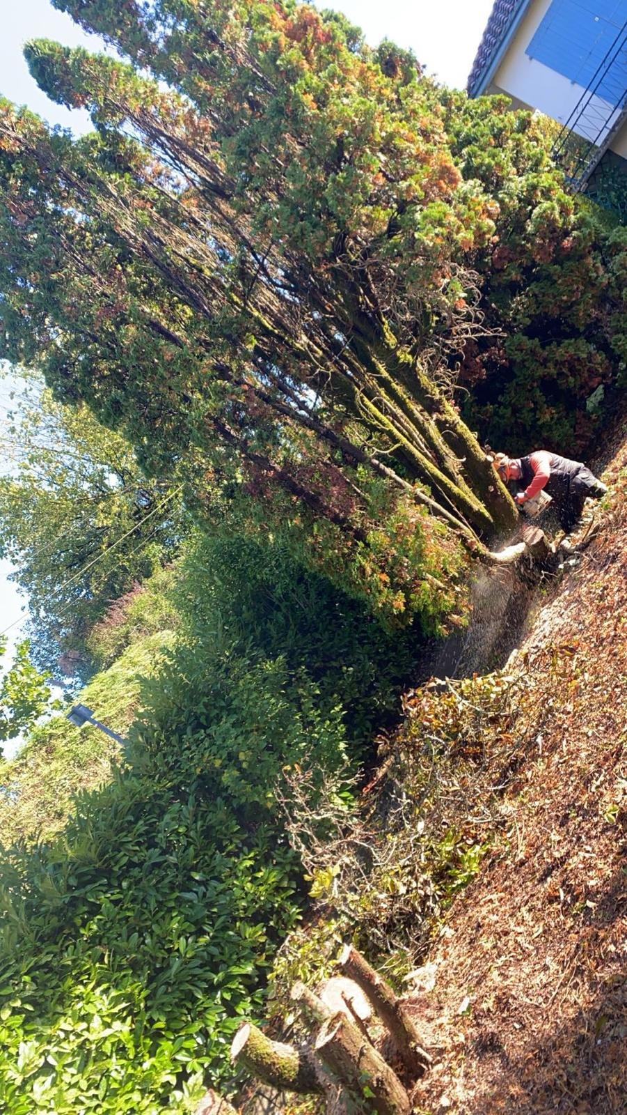 Travaux d’abattage et d’élagage d’arbres dans les Pyrénées-Atlantiques (64) - Photo 9