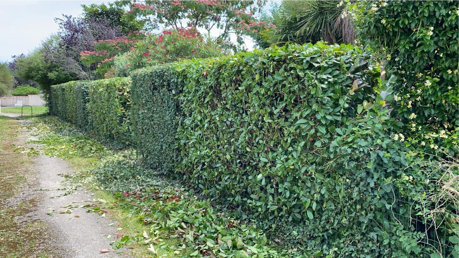 Taille de haies dans les Pyrénées-Atlantiques - Photo 3